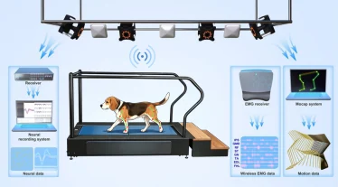 比格犬运动步态检测系统示意